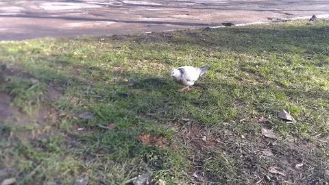 Dove on the green Vídeos de archivo 83487203