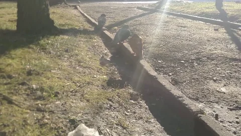 Dove on the green Stock Footage 83487228