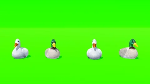 Dove green screen Stock Footage 264201999