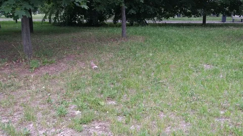 Dove on the ground under the trees in the city's park Stock Footage 111133889