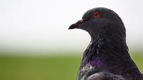 Dove Head Close Up Stock Footage 117790891