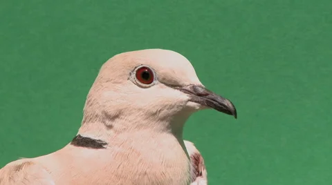 Dove head Video stock 51201712