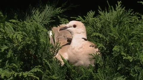 Dove into a hedge Video stock 51201467