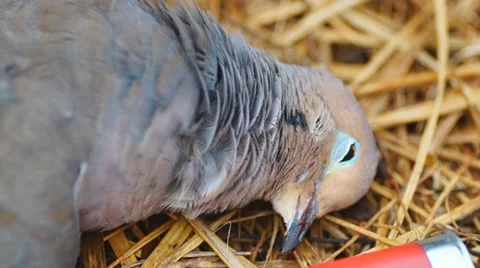 Dove Hunting Closeup Vídeo Stock 11904579