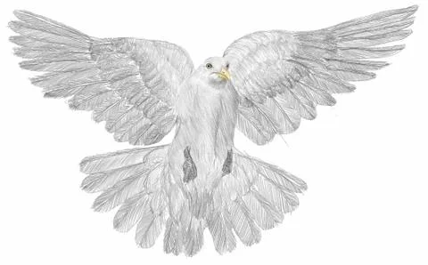 Dove Stock Illustration