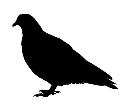 Dove Stock Illustration