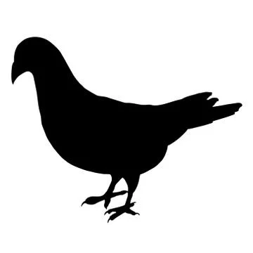 Dove Stock Illustration