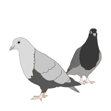 Dove Illustrazione stock