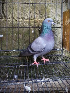 A dove inside the cage Stock Photos
