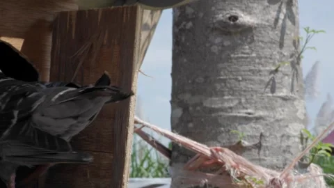 A dove inspects the situation outside the cage with its head turning to the.. Stock Footage 241653907