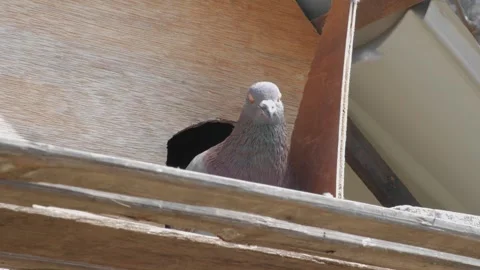 A dove inspects the situation outside the cage with its head turning to the.. Stock Footage 241653947