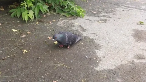 Dove invalid Stock Footage 91934334