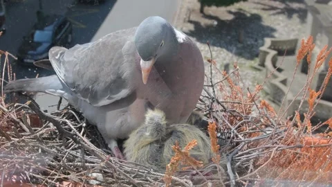 The dove keeps the pigeons warm with its body. Two days old squabs. Video stock 297960776