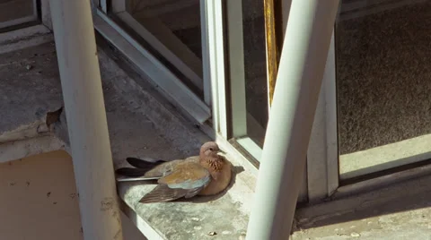 Dove on the Ledge Stock Footage 30602158