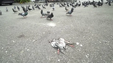 Dove lied on the asphalt road Видео 146724271