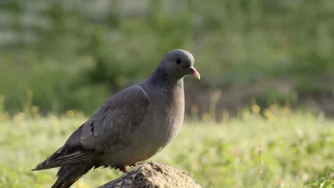 Dove on a long in the coutryside Stock-Footage 133540353