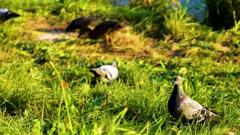 A dove looking around on a grassy lawn. Wildlife in the city. Stock Footage 253299548