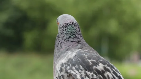 Dove looking macro Video stock 147937431