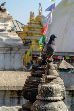 Dove on medieval prayer structures surrounding Swayambhunath stupa in the tem Stock Photos
