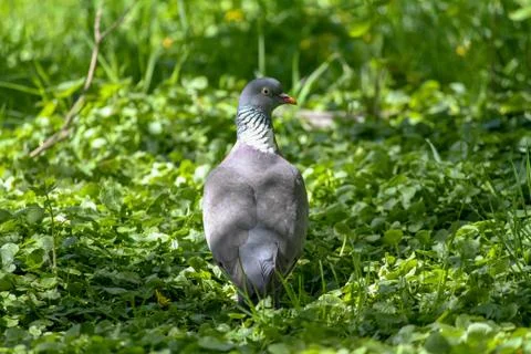 Dove in the middle of the grass Stock Photos
