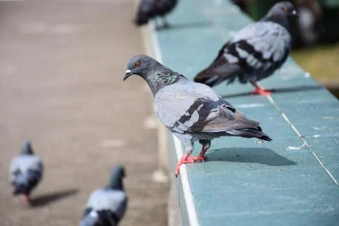Dove in the nature Stock Photos