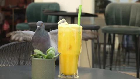 Dove orange juice bringing orange juice glasses to the table before breakfast Stock Footage 295959348