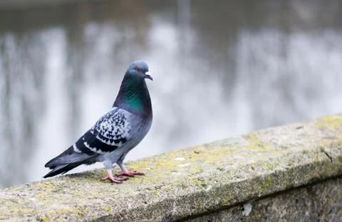 The dove on the parapet 写真素材