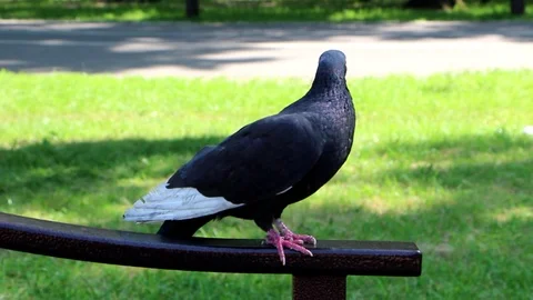Dove. Park. close-up Stock Footage 96134529