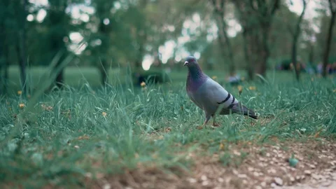 A dove in the park walks in front of the camera Stock Footage 107846769