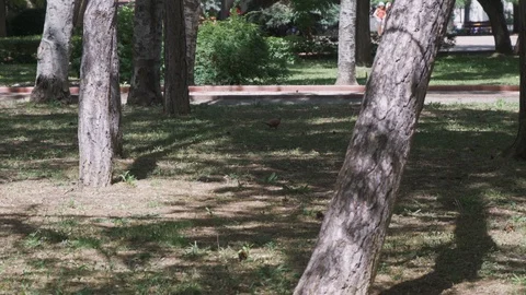 A dove in the park walks through the grass among large trees and seeks food Stock Footage 109488065