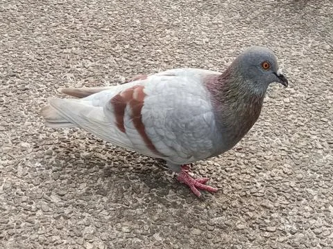 Dove on Pathway! Stock Photos
