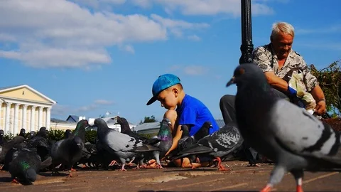 Dove of peace close-up Vídeos de archivo 97647910