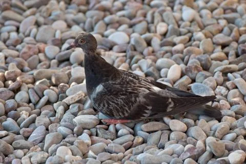 Dove on the pebbles. Stock Photos