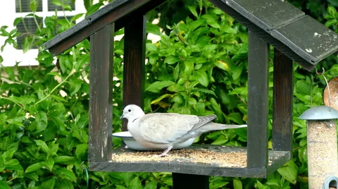 A dove pecking at grain. Stock-Footage 66659737