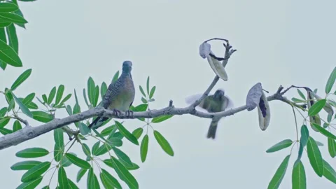 A dove perched on a branch with the wind blowing. Stock Footage 234697986