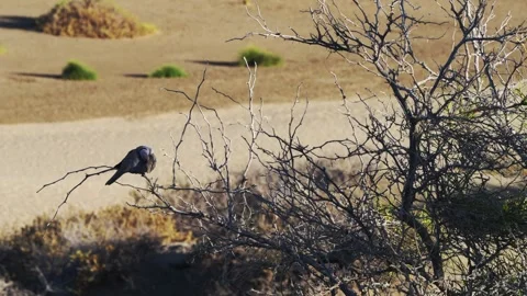 Dove Perched in Dry Branches Near Maspalomas Dunes, Gran Canaria Stock Footage 344479072