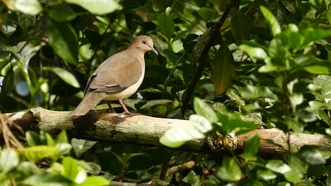 Dove perched in Panama's dense broad leaf forest Stock Footage 123555843