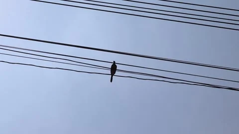 Dove perching electric wire isolted on blue sky background Stock Footage 148901270
