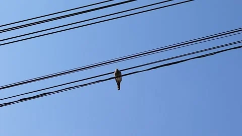 Dove perching electric wire to resting on blue sky background Stock Footage 145976193