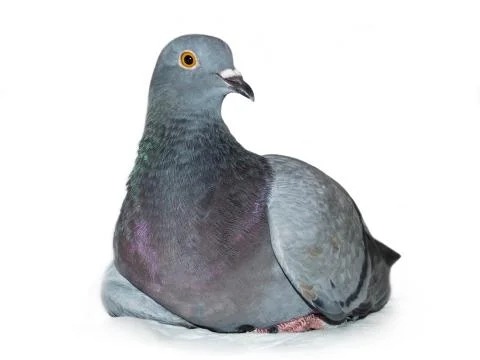 Dove Stock Photos