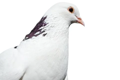 Dove Stock Photos