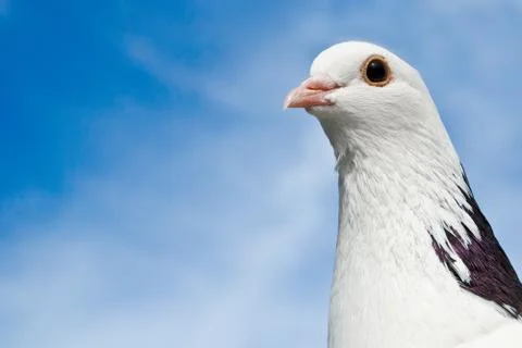 Dove Stock Photos