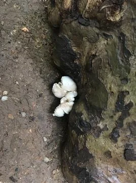 This is a dove Stock Photos