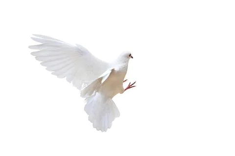 Dove 스톡 사진