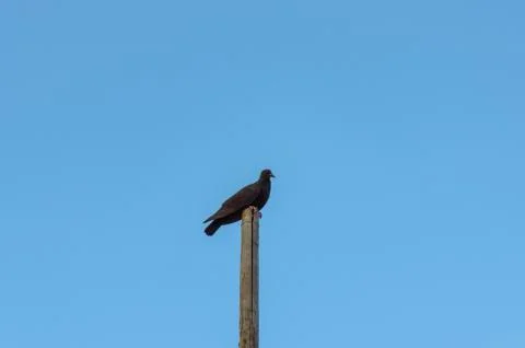Dove on a pillar Stock Photos