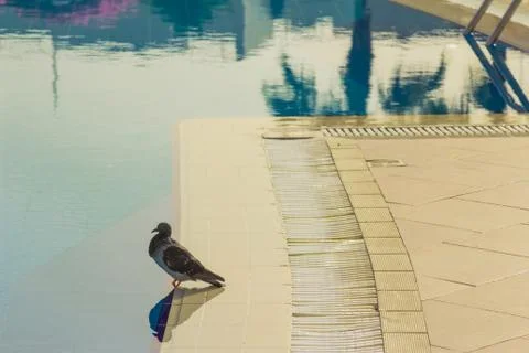 Dove pool 写真素材