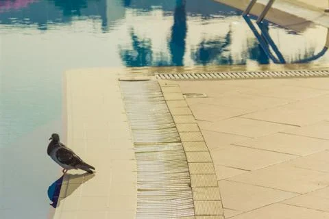 Dove pool 스톡 사진