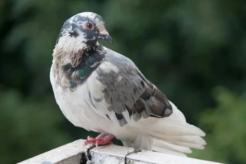 Dove portrait Stock Photos