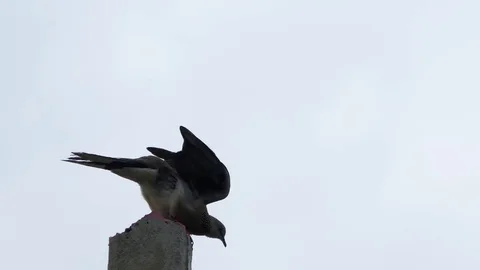 The dove is on the post.4k Stock Footage 81608942
