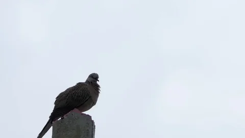 The dove is on the post.4k Stock Footage 81614004